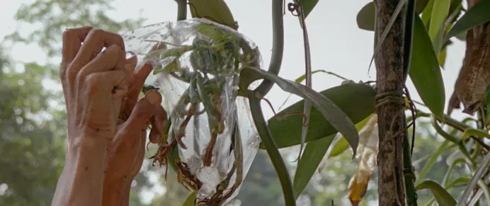 Cover the Vanilla Plant