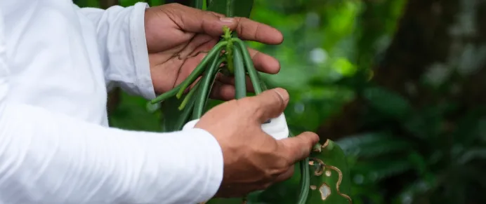 Holding Vanilla Plant
